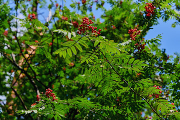 Beautiful rowan branch with red berries in the forest. Natural rowan berries