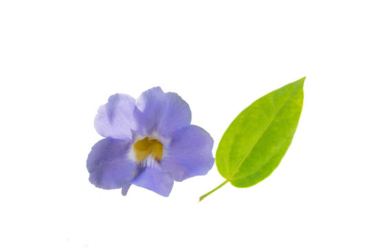 Laurel clock vine, Blue trumpet vine,Thunbergia laurifolia, Acanthaceae, flower and leaf vine with isolated white background.The herb for detoxing the body in Thailand.