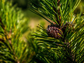 pine cone on a tree