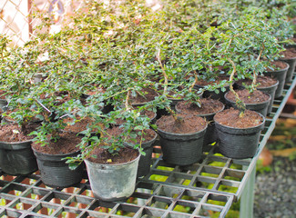 ฺBeautiful Tiny Bonsai Tree. Tree garden plantations on the Plastic pots. Morning light