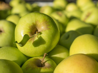 Green apples in full harvest in a basket in the countryside