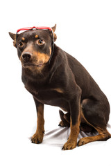 kelpie australian dog sitting in sunglasses on a white background