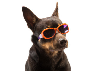 kelpie australian dog sitting in sunglasses on a white background