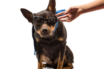 kelpie australian dog sitting in sunglasses on a white background