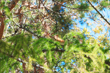 Squirrel on a tree. Children's day. Park and relaxation