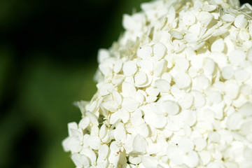 White hydrangea flowers in a summer garden close-up