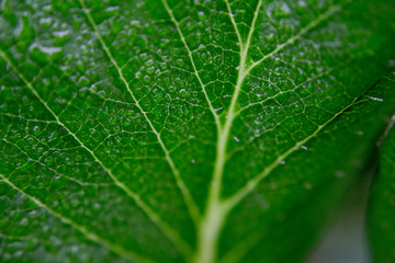 Macro shot in the morning at the time the sunlight was down.
