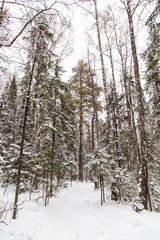 Winter landscape. Taganay national Park, Chelyabinsk region, South Ural, Russia