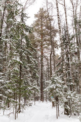 Winter landscape. Taganay national Park, Chelyabinsk region, South Ural, Russia