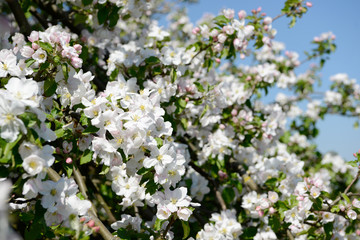Naklejka premium flowering apple blossom in orchard on apple tree in springtime