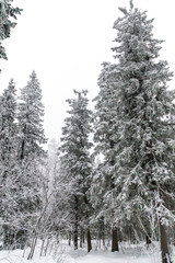Winter landscape. Taganay national Park, Chelyabinsk region, South Ural, Russia