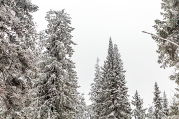 Winter landscape. Taganay national Park, Chelyabinsk region, South Ural, Russia