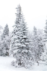 Naklejka premium Winter landscape. Taganay national Park, Chelyabinsk region, South Ural, Russia