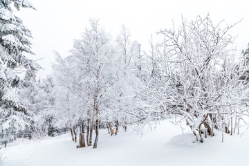 Winter landscape. Taganay national Park, Chelyabinsk region, South Ural, Russia