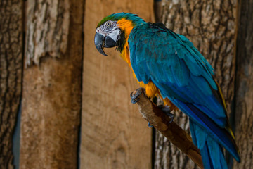 Blue Yellow Gold Macaw Parrot Bird on Branch Looking Right