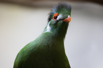 White-Cheeked Turaco Bird Portrait Close Up Face