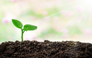 Small green trees growing in the sun