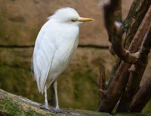Cattle Egret Bird White Portrait