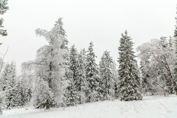 Naklejka premium Winter landscape. Taganay national Park, Chelyabinsk region, South Ural, Russia