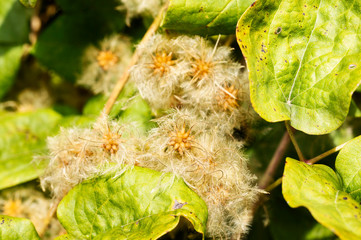 Clematis plant seeds