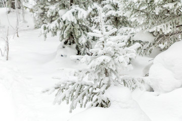 Winter landscape. Taganay national Park, Chelyabinsk region, South Ural, Russia