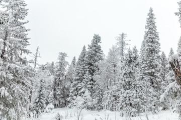 Winter landscape. Taganay national Park, Chelyabinsk region, South Ural, Russia
