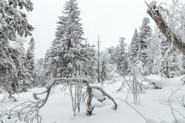 Winter landscape. Taganay national Park, Chelyabinsk region, South Ural, Russia