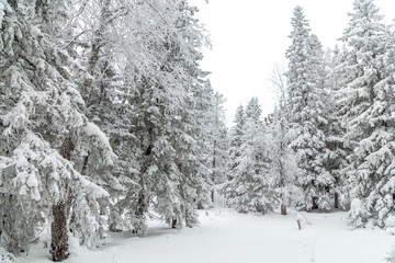 Winter landscape. Taganay national Park, Chelyabinsk region, South Ural, Russia