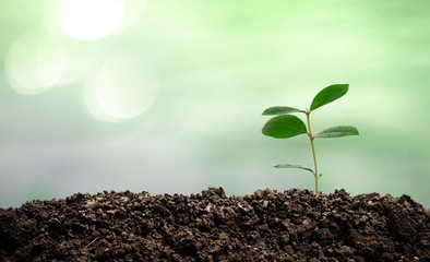 Small green trees growing in the sun