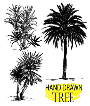 Palma. A set of images in vintage style. Drawing by hand with a pencil. Tropical plants.