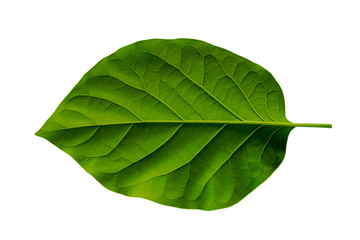 Obraz premium Leaves in the garden on white background.