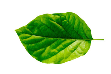 Leaves in the garden on white background.