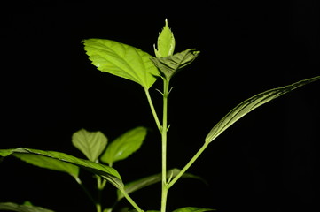 blurred dark background having Green leaves