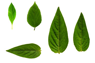 Leaves in the garden on white background.