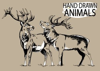 Deer. Drawing by hand in vintage style. Drawing by hand a pen. Deer with big horns. - 293063767