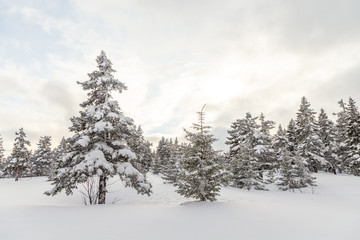 Naklejka premium Winter landscape. Taganay national Park, Chelyabinsk region, South Ural, Russia