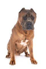 Obraz premium adult cane corso