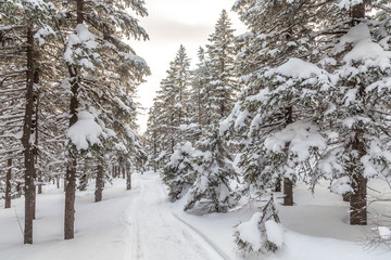 Winter landscape. Taganay national Park, Chelyabinsk region, South Ural, Russia