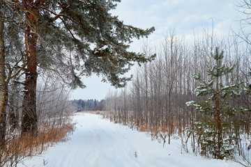 Winter landscape with snowy road, trees and blue sky with white clouds