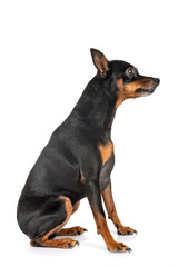 miniature pinscher in studio