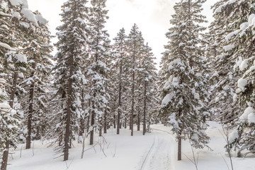 Winter landscape. Taganay national Park, Chelyabinsk region, South Ural, Russia