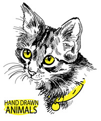 cat head freehand drawing in vintage style. Cute kitten wearing a collar.