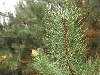 pine branch with cones