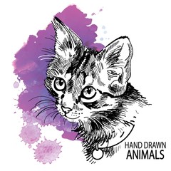 cat head freehand drawing in vintage style. Cute kitten wearing a collar.
