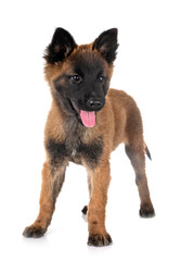 puppy tervueren dog in studio