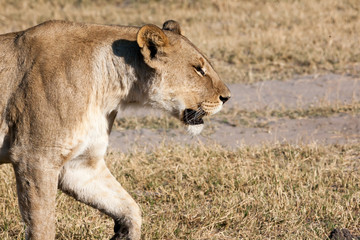 Lioness in Botswana