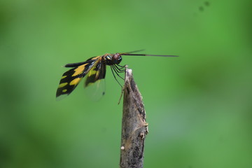 dragonfly on leaf
