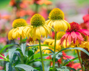 A close-up of the colorful chrysanthemums in the flowers