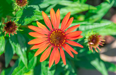 A close-up of the colorful chrysanthemums in the flowers