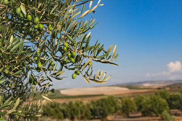 A summer mountain landscape with a grove of young olive trees. Spain, Andalusia.